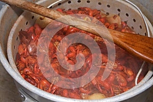 Crawfish Boil