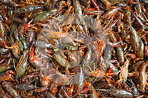 Crawfish Boil