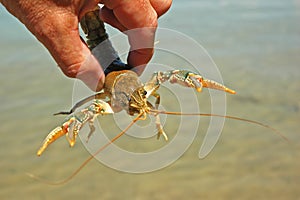 Crawfish Claws Wide