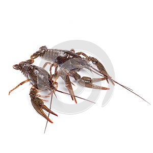 Crawfish. Isolated on a white background.