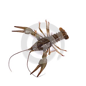 Crawfish. Isolated on a white background.