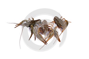 Crawfish. Isolated on a white background.