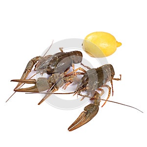 Crawfish. Isolated on a white background.