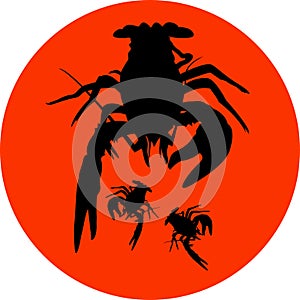 Crawfish label crawfish silhouette, crayfish icon, lobster sign, crawfish symbol