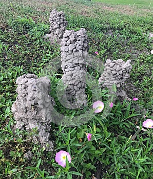 Crawfish Mounds on a grassy hill