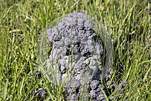 Crawfish mud tower