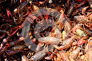 Crawfish Pot and Boil on a Sunny Day