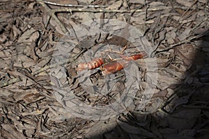Crawfish Shell on the Ground