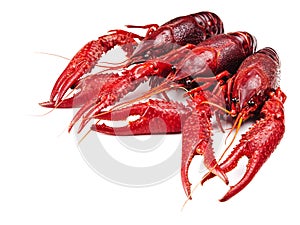 Crawfishes