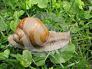 Crawler snail.
