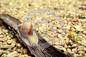 Crawler snail