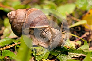 Crawler snail on the grass