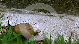 Crawler snail on the grass. Macro video