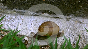 Crawler snail on the grass. Macro video