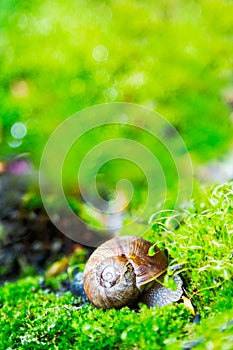 Crawler snail in spring green grass