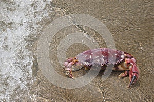 Crawlin\' Crab: A Close-Up of a Crab Scuttling on the Sand