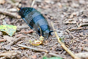 Crawling black slug on the ground in the woods