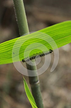 Crawling Caterpillar: Nature's Slow Symphony photo