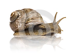 Crawling common snail, Burgundy snail or edible snail