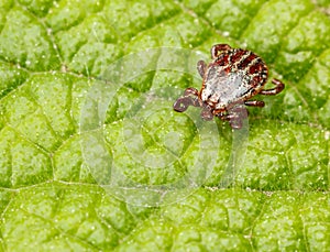 Crawling dangerous tick photo
