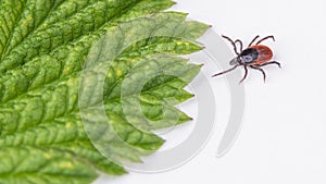 Crawling deer tick and green leaf detail on a white background. Ixodes ricinus or scapularis photo