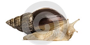 Crawling giant African snail, isolated