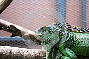 A crawling green iguana in the cage