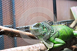 A crawling green iguana in the cage.