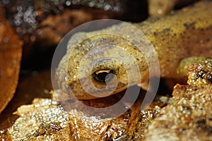 Crawling juvenile terrestrial Carpathian newt (Lissotriton montandoni)