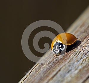 Crawling Ladybug