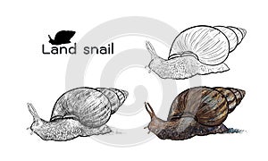 Crawling land snails