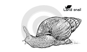 Crawling land snails