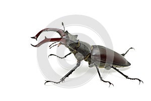 Crawling male stag beetle (Lucanus cervus)