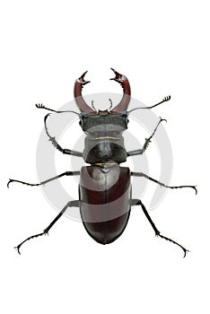 Crawling male stag beetle (Lucanus cervus)