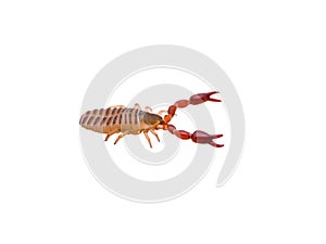 Crawling Pseudoscorpion Spider Tick Arachnid Insect Isolated on White