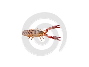 Crawling Pseudoscorpion Spider Tick Arachnid Insect Isolated on White photo