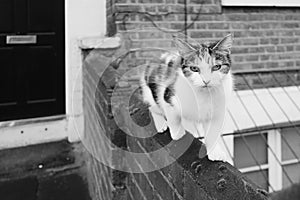 Crawling Rural Cat in Black and White