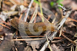 Crawling slug