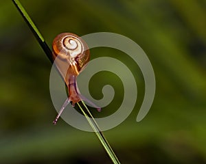 Crawling snail