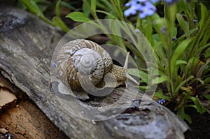 Crawling snail