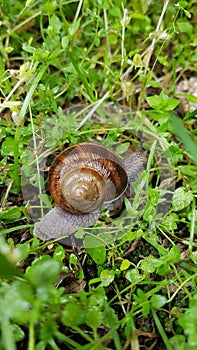 Crawling snail