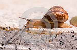 Crawling snail with ant as passenger