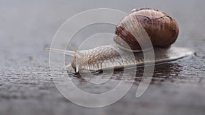 Crawling snail closeup