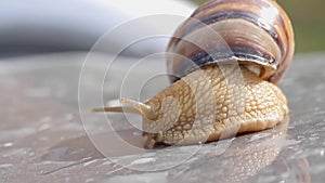 Crawling snail closeup