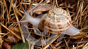 Crawling snail closeup