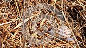 Crawling snail closeup