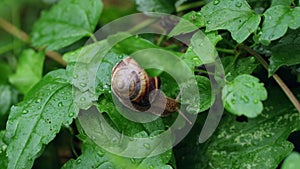 Crawling snail on the green leaves .