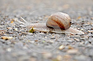 Crawling snail with a house