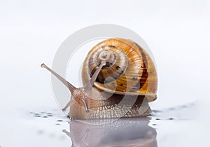 Crawling snail isolated on white