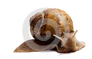 Crawling snail isolated on a white